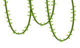 Hanging jungle vines illustration on black background
