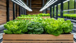 © siraphol - Lettuce and spinach growing in wooden planters under bright LED lights in modern indoor farm