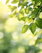 © Arbab - green leaves, nature, foliage, fresh, soft light, blurred background, natural beauty, sunlight, new growth, vibrant, natural texture, morning light, freshness, outdoor, natural background, forest, ga