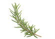 © Stefan - Isolated rosemary branch, a fragrant herb for cooking and flavoring food, aromatic sprig