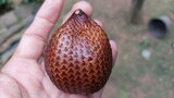 Fresh salak fruit held in hand, showing unique brown scaly skin texture.