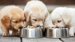 © A2Z AI  - A trio of adorable golden retriever puppies indulges in their meal, their eyes focused on the food in front of them. The puppies eat from shiny stainless steel bowls.