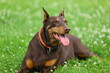 © Gabriela - Close‑up of brown Doberman lying in green grass with tiny white flowers, resting with open mouth and long pink tongue on a hot summer day