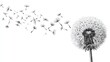 © Halina - Engraving sketch of delicate dandelion with seeds floating in the air on white minimal background