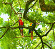 © nic - 2 macaw birds perched at the top of an illuminated tree and looking down at camera in Colombia.