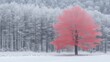 © Oksana - A striking pink/red tree stands out against a muted, snowy, black and white forest background. Great for sites/blogs about contrast, uniqueness, winter, individuality, leadership, nature