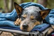 © Serhii - Charming Texas Heeler Cuddled Under Cozy Blue Blanket on Dog Cot in Serene Outdoor Bokeh Setting