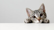 © Ula - Cute cat peeking over white table, copy space on gray