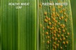 © Ariel - A comparative macro visualization showing the difference between healthy and Puccinia-infected wheat leaves. Perfect for educational and agricultural use.