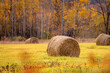 © Hamilton Productions - A large round hay bale sits in a golden field surrounded by autumn trees with vibrant yellow and orange foliage. The warm sunlight highlights the texture of the hay and the peaceful rural landscape.