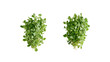 © Abdur - Mint and Thyme Two Sets Side by Side Falling in the Air Overhead on Transparent Background