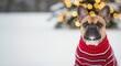 © Vyatcheslav - Portrait of a fawn French Bulldog wearing a festive red sweater in the winter snow. Christmas holiday background with copy space