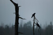 © Joel Forsman/Stocksy - a flock of crows sitting on a dead tree agains a gradient sunset