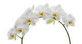 Elegant White Phalaenopsis Orchid Branch On Black Background