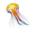 © Keo - Jellyfish moving with current Floats passively with the water flow, using minimal energy. full length isolate on transparent background