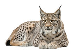 High-resolution lynx feline predator mammal wildlife animal image for graphic design and digital art projects, isolated on transparent background