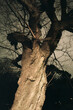 © Erik Naumann/Stocksy - Ancient twisting tree at yoyogi park at night