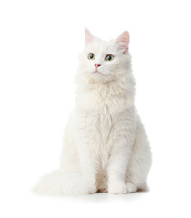  Cute fluffy cat against white background