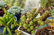 © Inna Reznik/Stocksy - Indoor Garden Filled With Various Green Succulent Plants