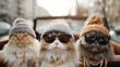 © THESUN - Funny group of three cool fluffy rich cats wearing sunglasses and knitted hats together with confident attitude, riding in stylish car