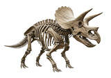 Isolated Triceratops skeleton of a dinosaur on display for science and paleontology