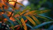 © Anastasiia - Close-up of slender bamboo leaves illuminated by warm sunset light. Concept Bamboo close-up, Slender leaves, Golden hour light, Sunset glow, Macro nature