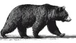 © tya - Black bear walking illustration on white background detailed artistic style