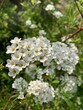 © Kerita_Mari - Beautiful white blossoms of bridal wreath spirea
