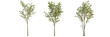 © DH Tree Stock - Magnolia liliiflora tree, front view, cutout, transparent background, isolate, Hawthorn trees with small red flowers ready for your landscape designs