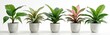 © miss irine - Five Aglaonema plants in white pots against a white backdrop. Green and pink leaves of different shapes give a fresh look. Indoor home plants displayed for sale or decor.