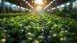 © march2 - Vibrant green seedlings grow in a sunlit greenhouse, showcasing modern agricultural innovation and growth