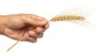 © William - A hand holds golden wheat stalk sharp bristles extend
