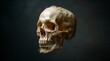 © Svetlana - floating skull that appears to be preserved in formaldehyde, with a glassy sheen and subtle bubbles suspended around it, the skulls surface is smooth and cream-colored, with a slightly yellowish