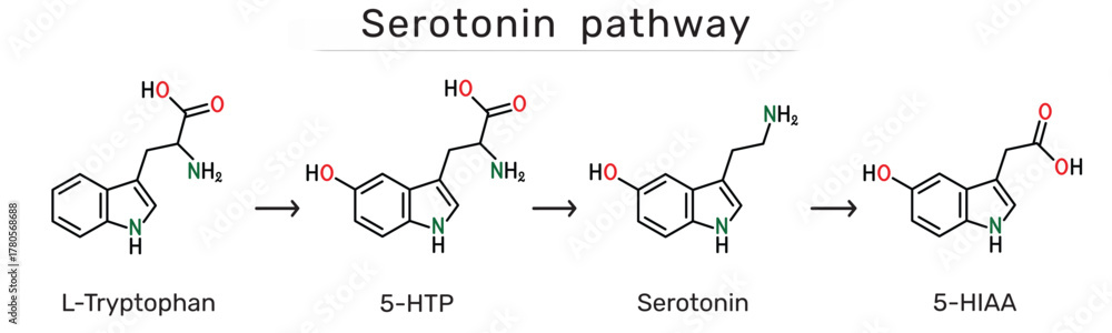 5 Htp Function Serotonin pathway. L-Tryptophan, 5-Hydroxytryptophan (5-HTP), serotonin ...