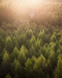 © AmazingAerialAgency - Aerial view of a dense canopy of evergreen trees basked in the warm glow of the setting sun, creating a vivid contrast between light and shadow, Cumbria, England, United Kingdom.