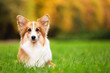 © New Africa - Cute Pembroke Welsh corgi dog in park. Space for text
