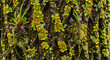 © Platon - Vibrant Lichen, Moss, and Tiny Flowers on Tree Bark TextureA macro, close-up photograph showcasing the intricate, vibrant ecosystem on the bark of a tree