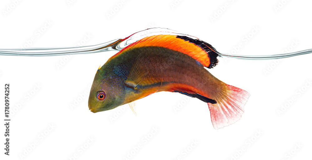 Scott's wrasse swimming near water surface on white background