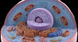 © deepthika - cell cross-section organelles