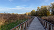 © Igor - Long wooden boardwalk surrounded by tall reeds and autumn trees