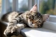 © Gatherina - Tabby cat kitten resting on white window sill