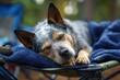 © Olena - Peaceful Texas Heeler Nestled in a Cozy Blue Blanket on a Dog Cot, Surrounded by a Dreamy Bokeh Background