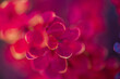 © ADDICTIVE STOCK - Abstract close-up of vibrant red petals