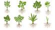 © dhorido studio - Variety of herbs with roots exposed, showcasing healthy plant life and growth in a simple design
