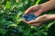 © Shipons Creative - Freshly picked ripe blueberries held gently in cupped hands from a lush green bush