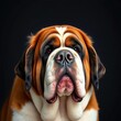 © chanisorn - Saint Bernard dog with droopy jowls and a calm demeanor, exuding a sweet nature,  relaxed,  furry