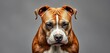 © chanisorn - Powerful pit bull in a determined pose, showcasing its robust physique and confident expression,  athletic,  determined