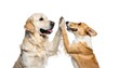 © terpedo - Two happy dogs giving each other a high five.