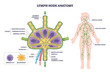 © VectorMine - Lymph node anatomy diagram shows structure and lymph flow, highlighting cortex, medulla, and afferent-efferent vessels with body map of cervical, axillary, inguinal nodes, transparent background.
