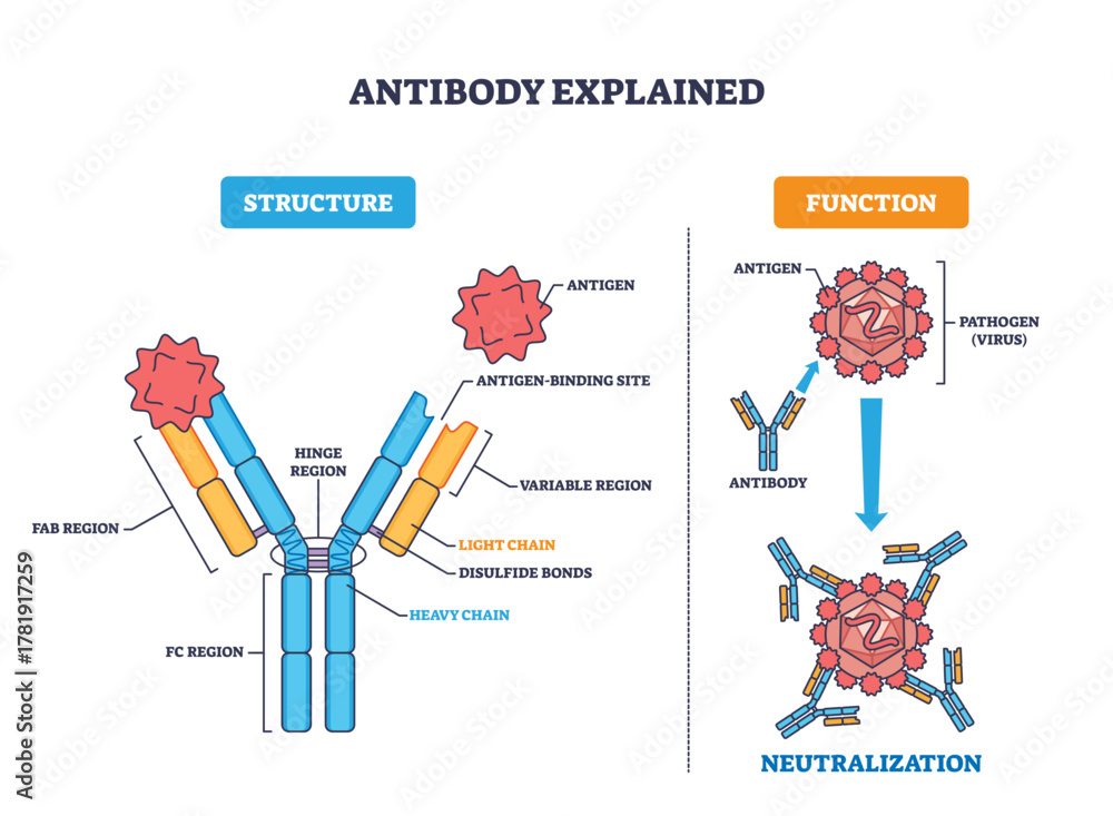 Antibody Explained Y shaped Protein Binds Antigen To Neutralize A antibody-explained-y-shaped-protein-binds-antigen-to-neutralize-a